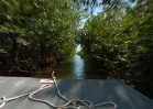 everglades