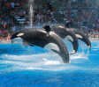 seaworld