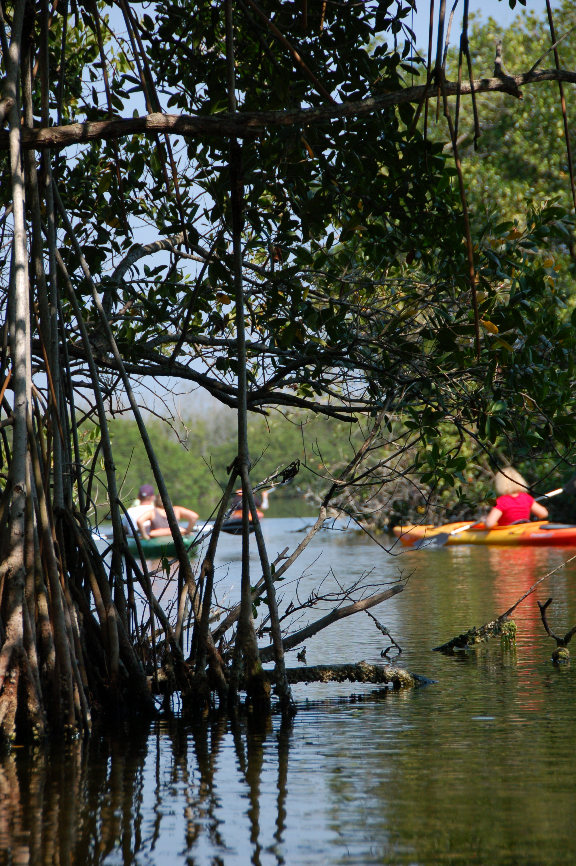 Everglades City Florida adventure Mangroves Canoe and Kayak